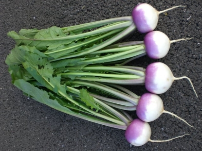 Picture of Turnip Sweetbell F1